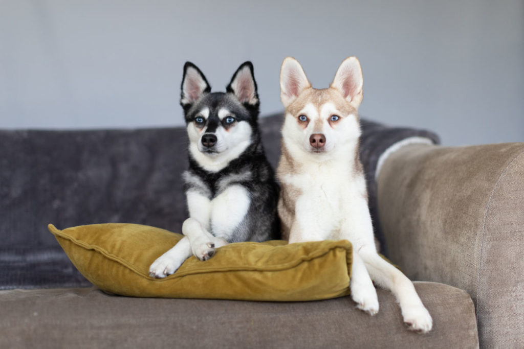 Alaskan Klee Kai Dog Breed Guide