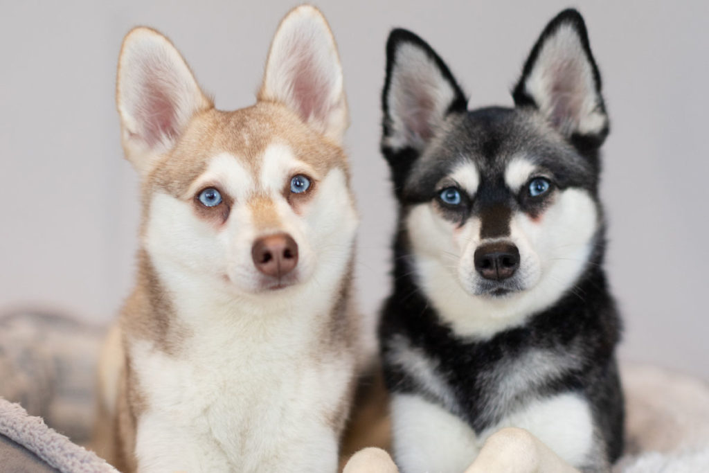 What Dog Is Similar To A Klee Kai? - Life With Klee Kai