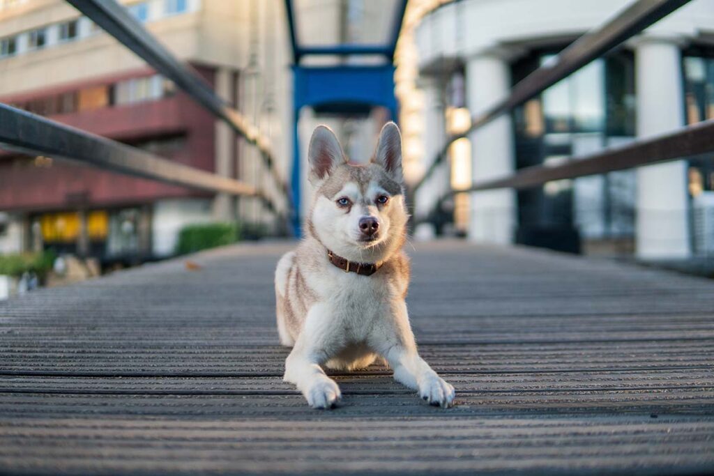 How Long Do Alaskan Klee Kai Live?