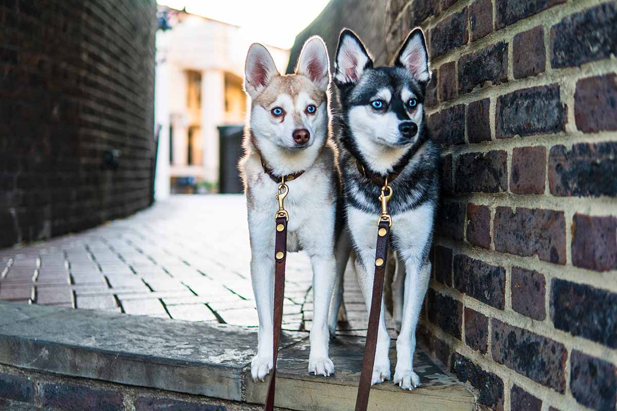 Copper and Skye (Photo: lifewithkleekai.com)