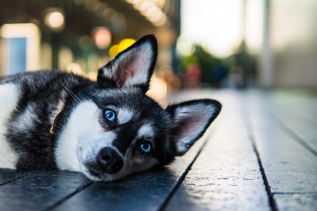 Skye (Photo: lifewithkleekai.com)