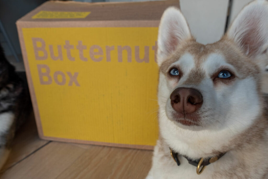 Copper with his Butternut Box delivery (Photo: lifewithkleekai.com)