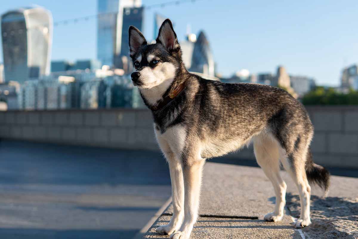 How Big Do Alaskan Klee Kai Get? Do They Stay Small?