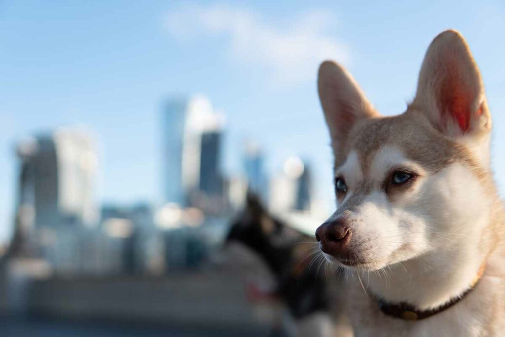 Alaskan Klee Kai Pros And Cons: Our Experience With Klee Kai