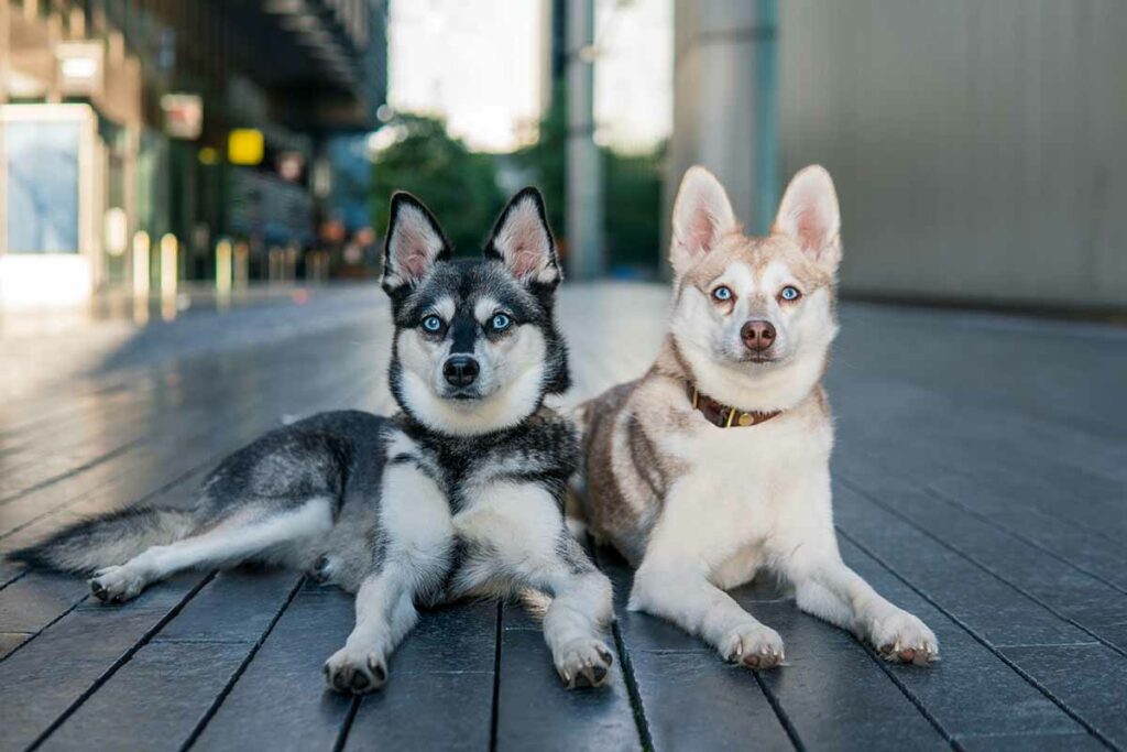 Copper and Skye (Photo: lifewithkleekai.com)