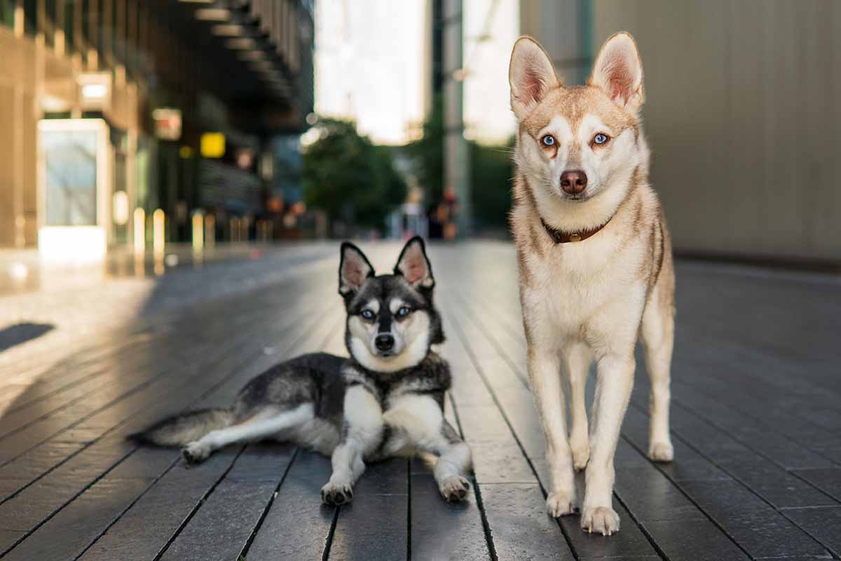 Copper and Skye (Photo: lifewithkleekai.com)