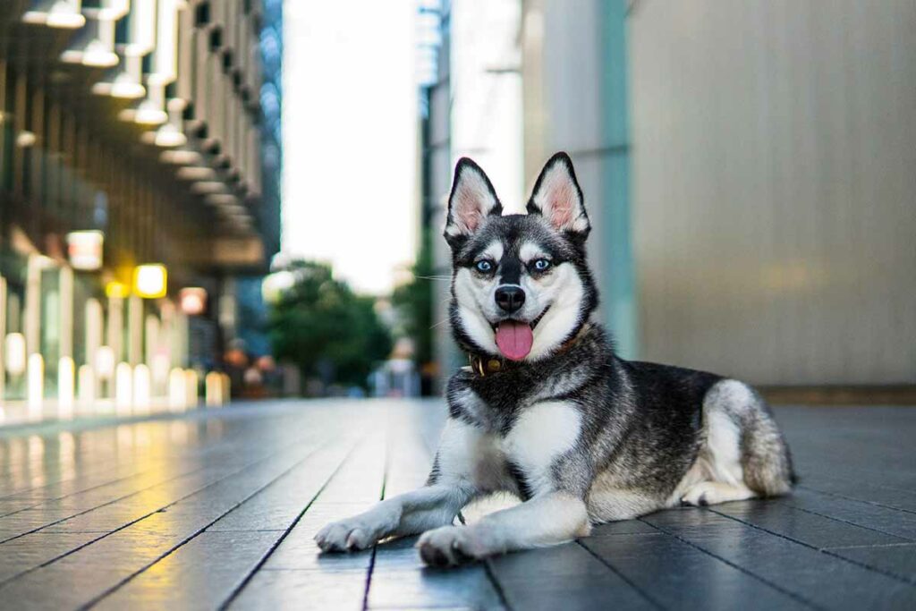 Skye (Photo: lifewithkleekai.com)