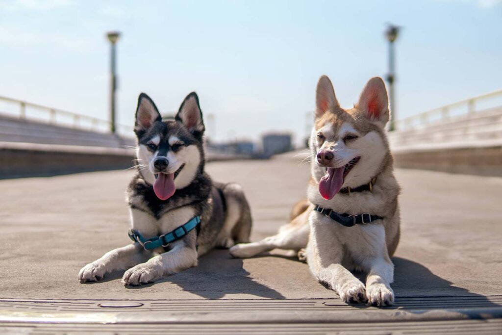 Copper and Skye (Photo: lifewithkleekai.com)