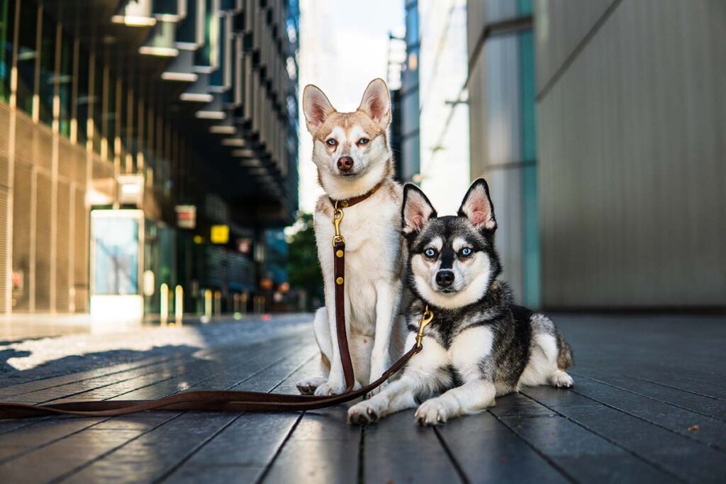 Copper and Skye (Photo: lifewithkleekai.com)