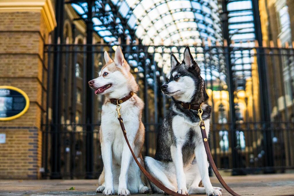 Copper and Skye (Photo: lifewithkleekai.com)