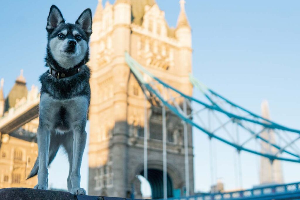 Excelsior Klee Kai