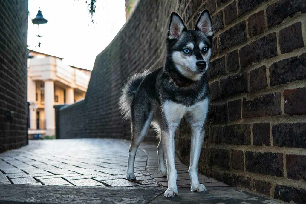 Alaskan Klee Kai Pros And Cons: Our Experience With Klee Kai