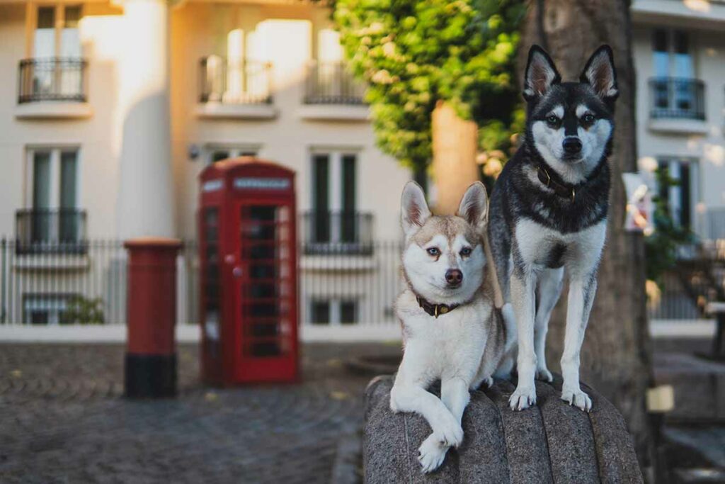 Copper and Skye (Photo: lifewithkleekai.com)