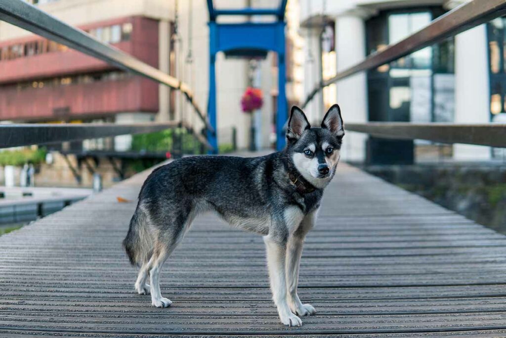 Alaskan Klee Kai - Training Course on Alaskan Klee Kai