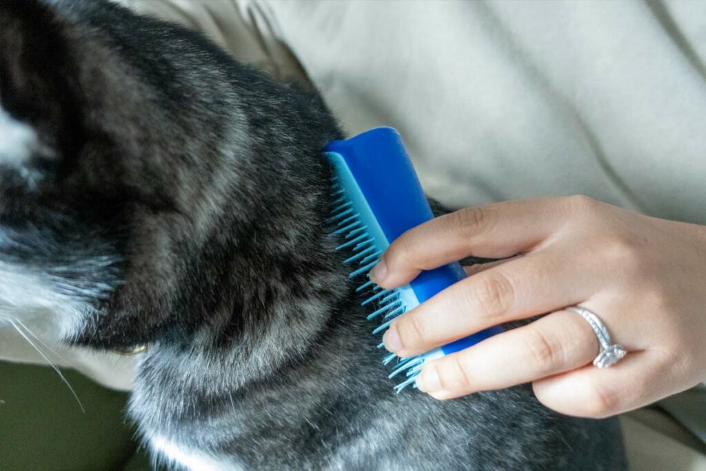 Pet Teezer (Photo: lifewithkleekai.com)