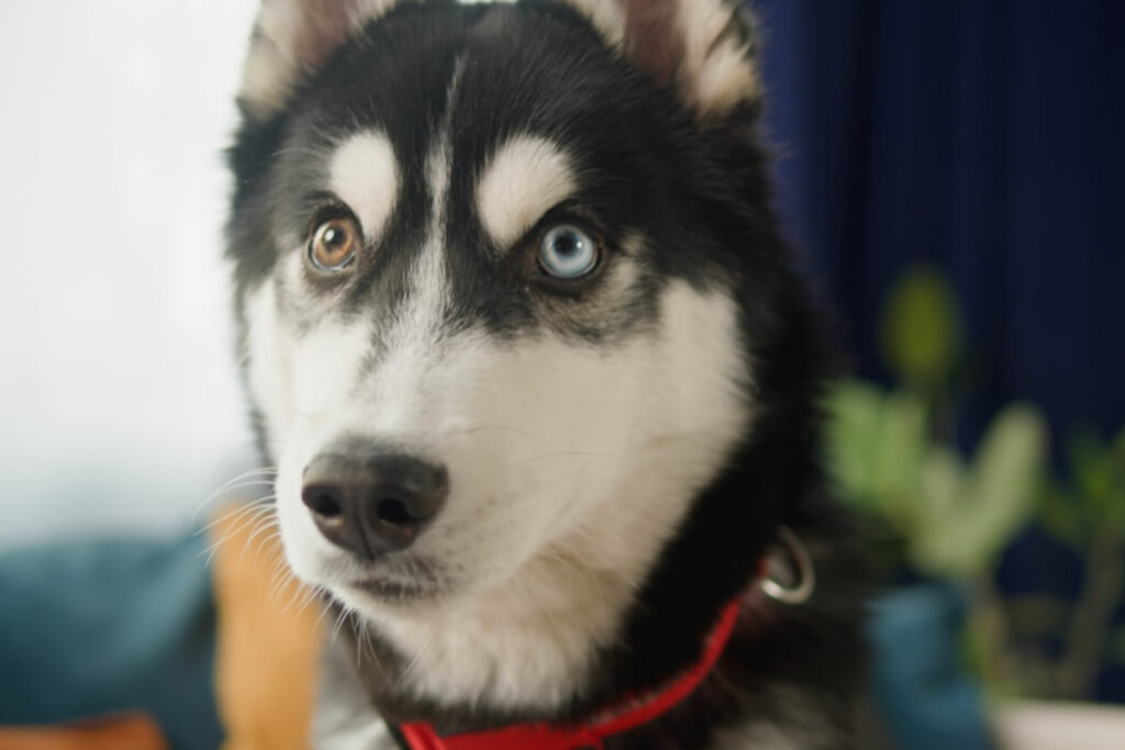 Alaskan Malamute (Photo: Eleven52/ Storyblocks)