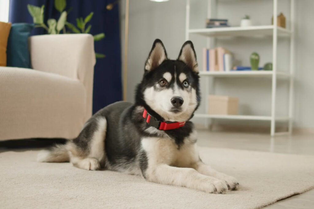 Alaskan Malamute (Photo: Eleven52/ Storyblocks)