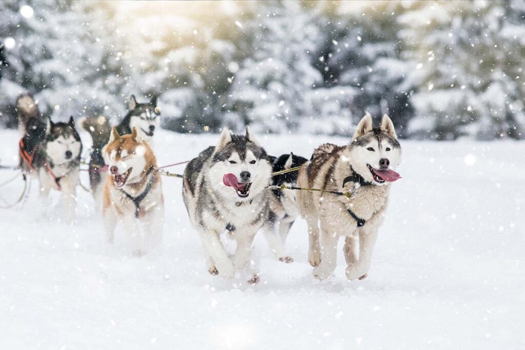 Alaskan Husky (Photo: Adobe Stock)