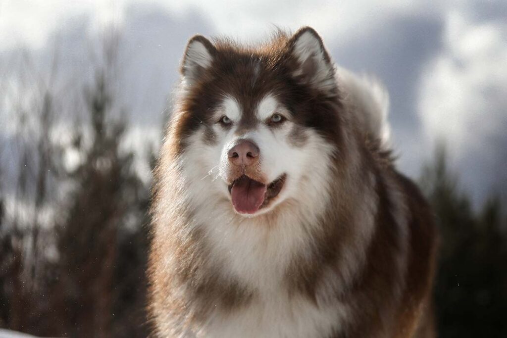 Alaskan Malamute (Photo: Adobe Stock)