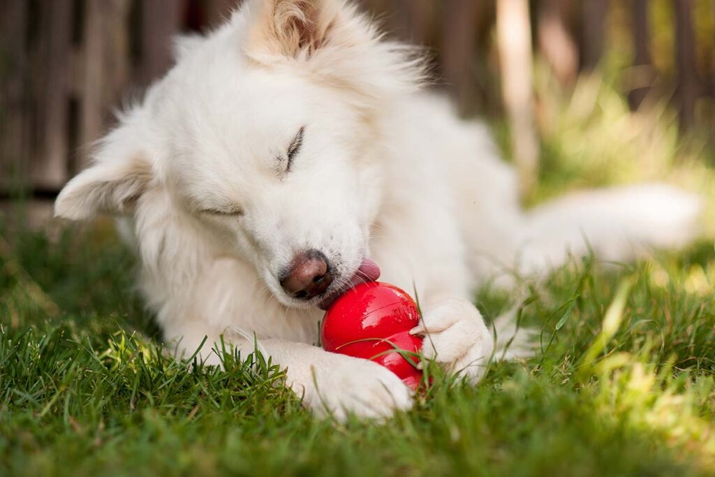 American Eskimo Dog (Photo: Adobe Stock)