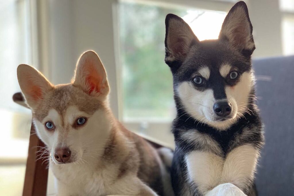 Copper and Skye (Photo: lifewithkleekai)