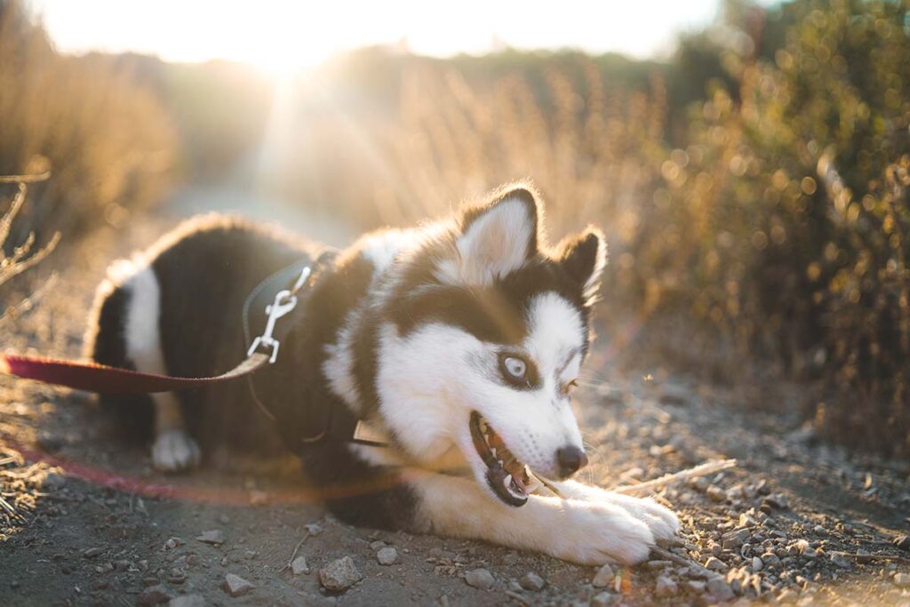 Pomsky (Photo: Adobe Stock)