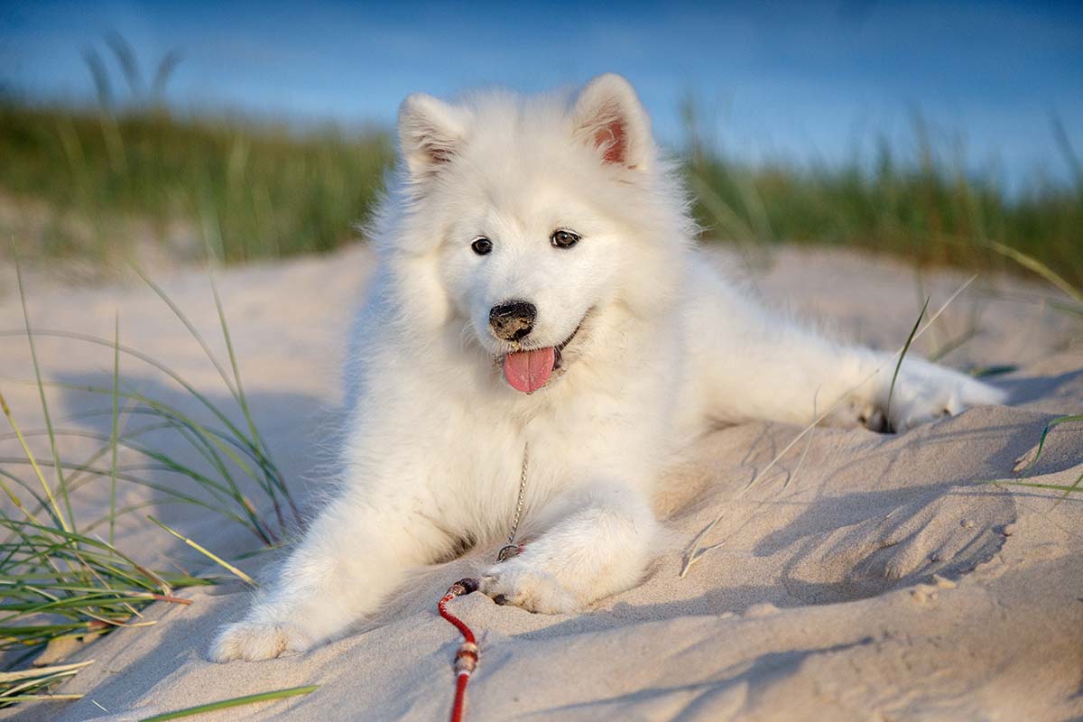 Samoyed (Photo: Adobe Stock)