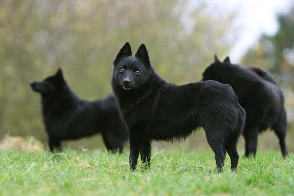 Schipperke (Photo: Adobe Stock)