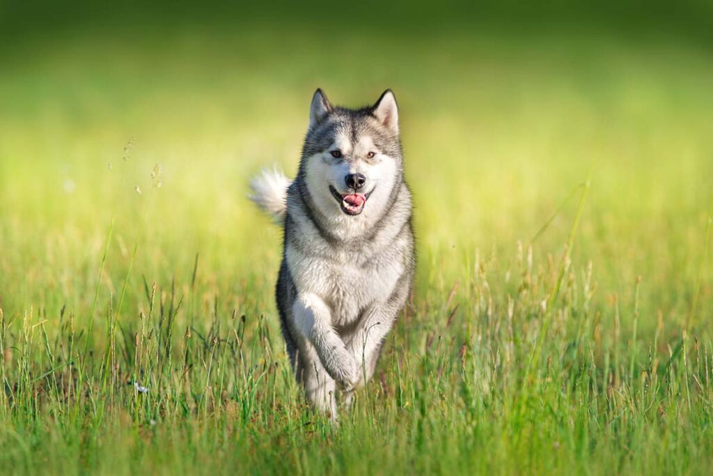 Siberian Husky (Photo: Adobe Stock)