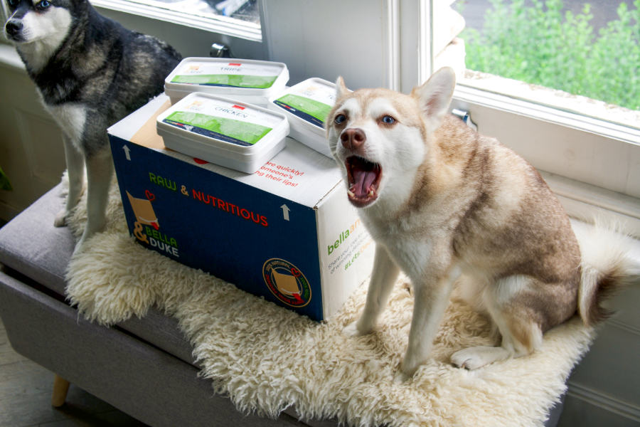 Copper sat next to Bella & Duke (Photo: lifewithkleekai )