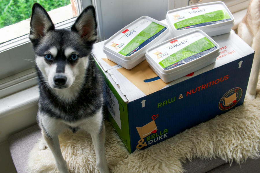 Skye sat next to Bella & Duke (Photo: lifewithkleekai )