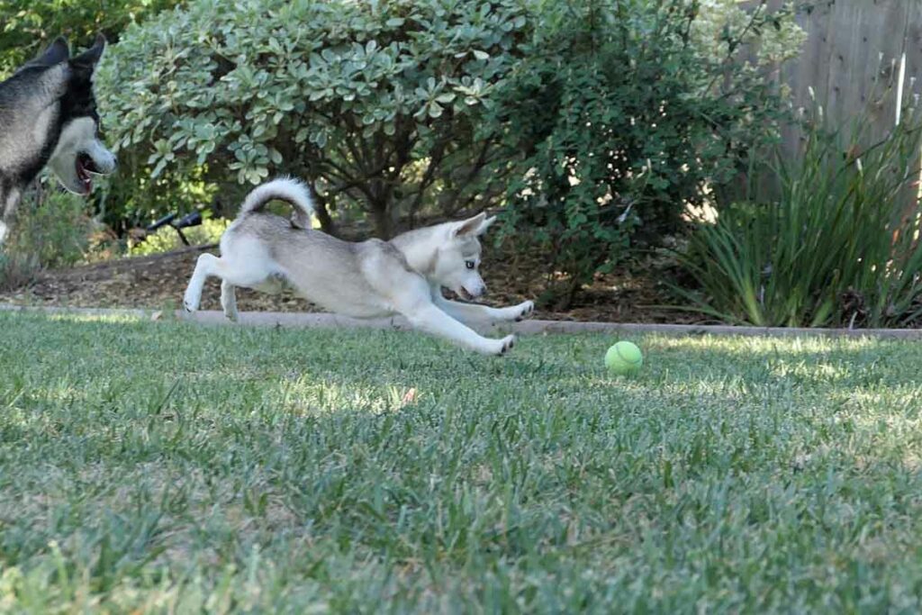 How Long Do Alaskan Klee Kai Live?