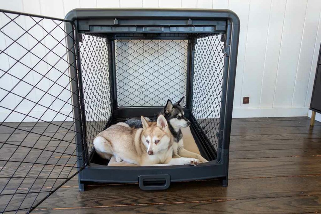 Copper and Skye sat in their Revol dog crate (Photo: lifewithkleekai.com)