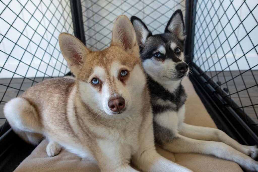 https://lifewithkleekai.com/wp-content/uploads/2023/06/diggs-revol-crate-9-1024x683.jpg