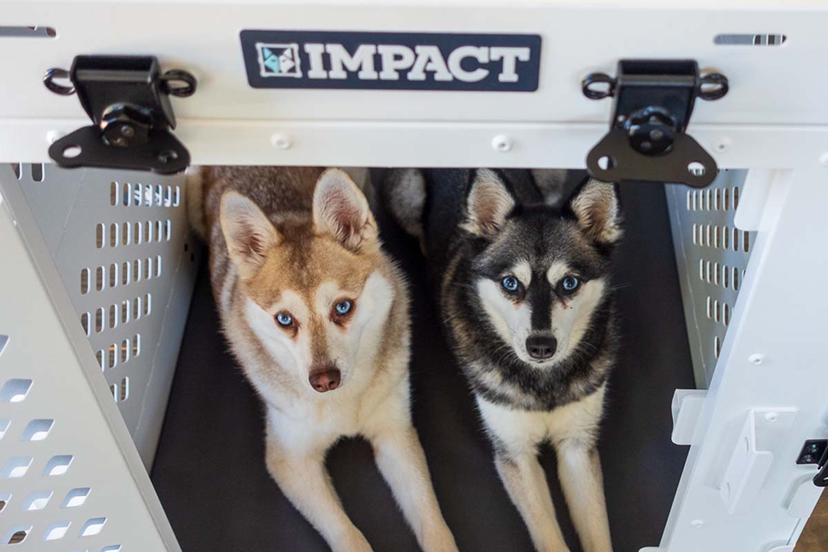 Impact Collapsible Dog Crate Review Our Verdict, Pros & Cons