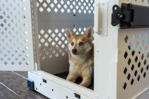 Copper sat inside his Impact Collapsible Dog Crate (Photo: lifewithkleekai.com)
