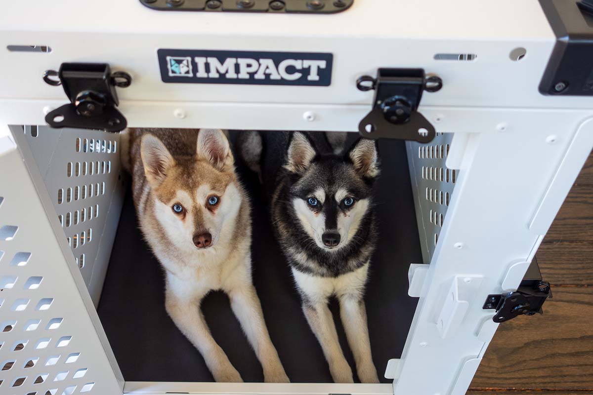 Skye and Copper in Impact Collapsible dog crate