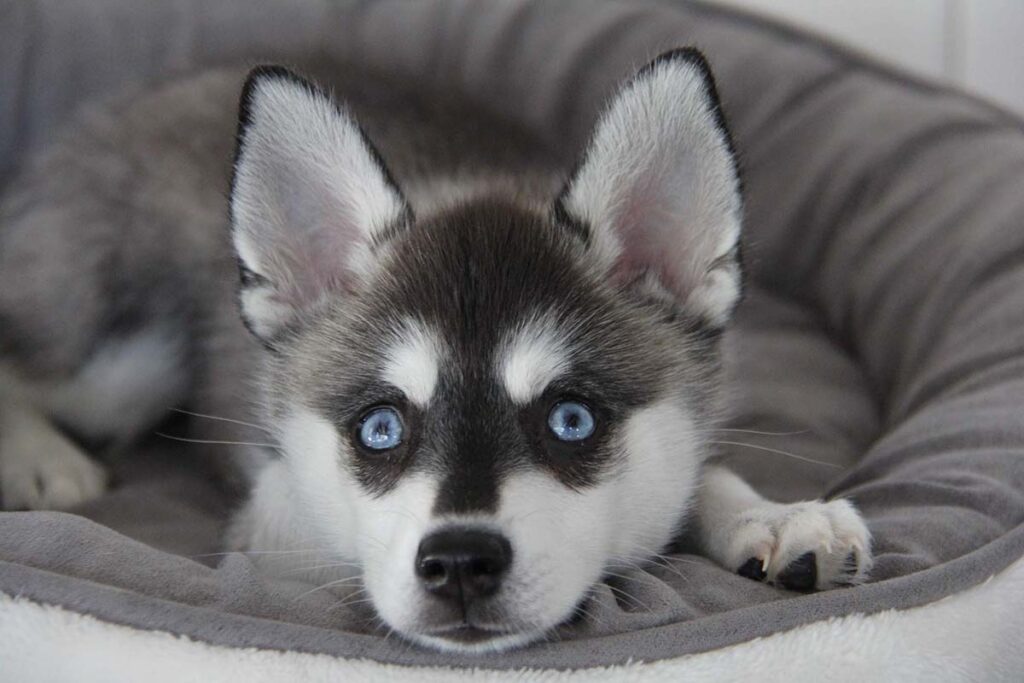 Alaskan Klee Kai - Price, Temperament, Life span