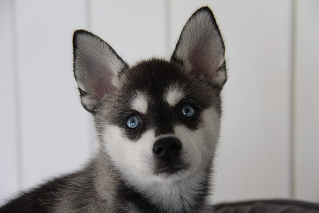 Skye the Alaskan Klee Kai (Photo: Life With Klee Kai)