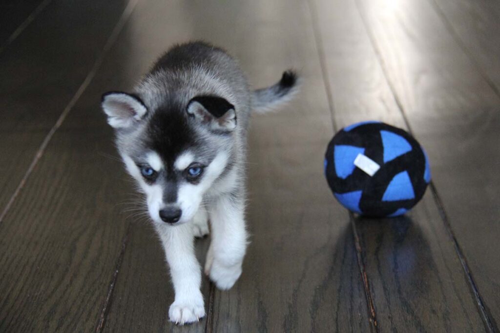 Skye the Alaskan Klee Kai (Photo: Life With Klee Kai)