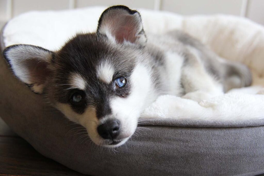 Skye the Alaskan Klee Kai (Photo: Life With Klee Kai)