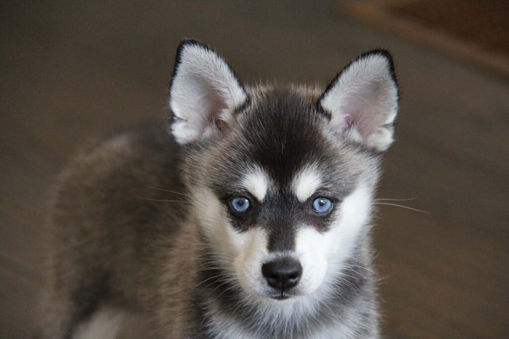 Skye the Alaskan Klee Kai (Photo: Life With Klee Kai)