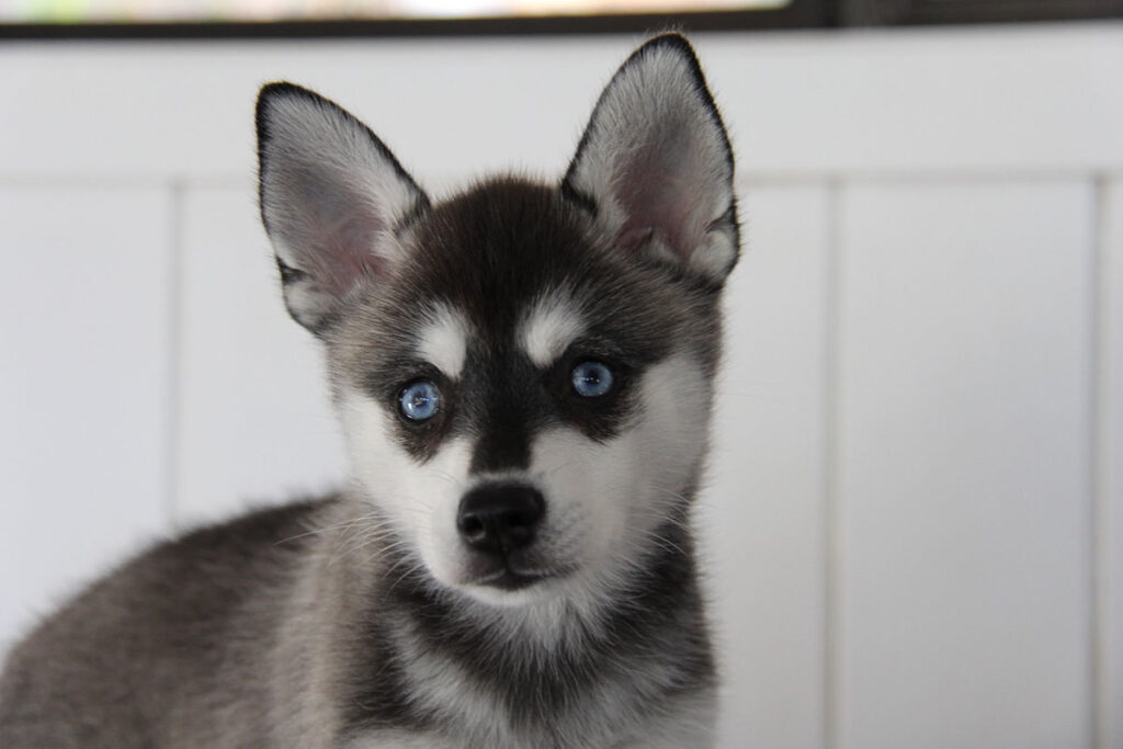 Skye the Alaskan Klee Kai (Photo: Life With Klee Kai)