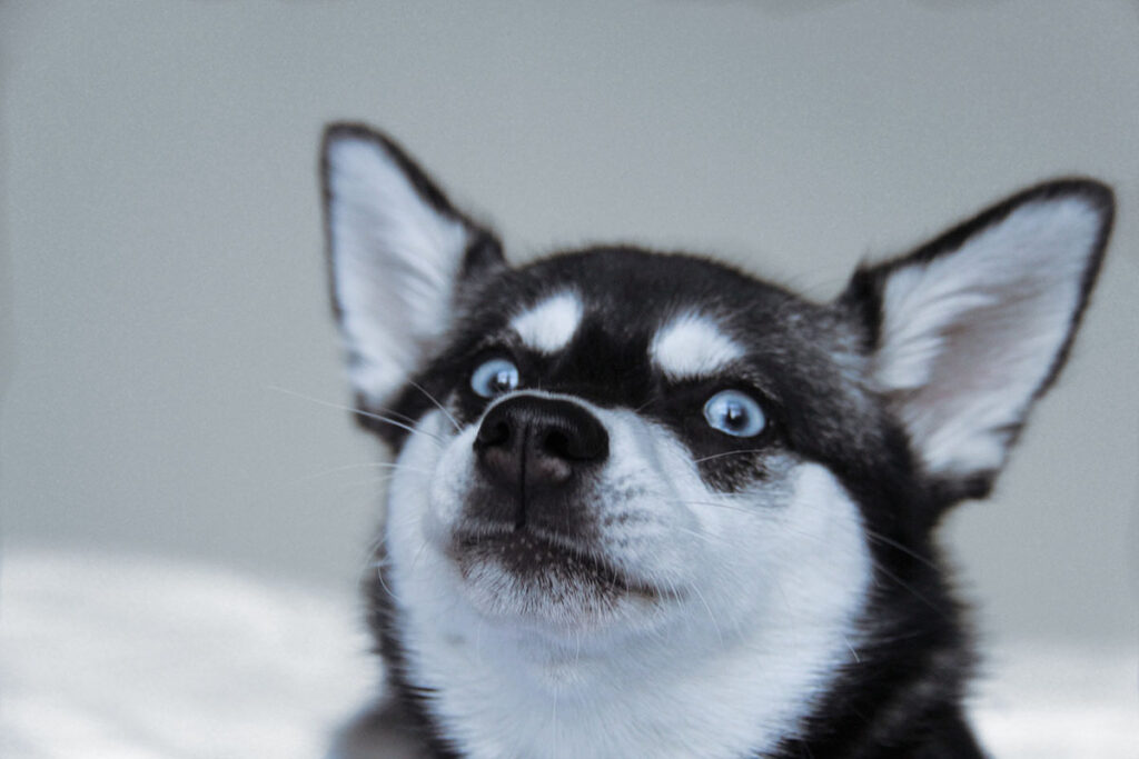 Skye the Alaskan Klee Kai (Photo: Life With Klee Kai)