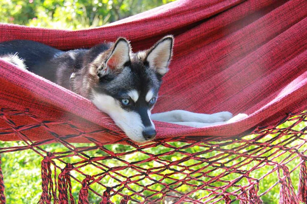 Skye the Alaskan Klee Kai (Photo: Life With Klee Kai)