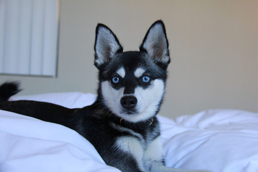 Skye the Alaskan Klee Kai (Photo: Life With Klee Kai)