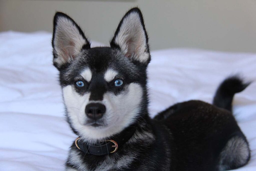 Skye the Alaskan Klee Kai (Photo: Life With Klee Kai)