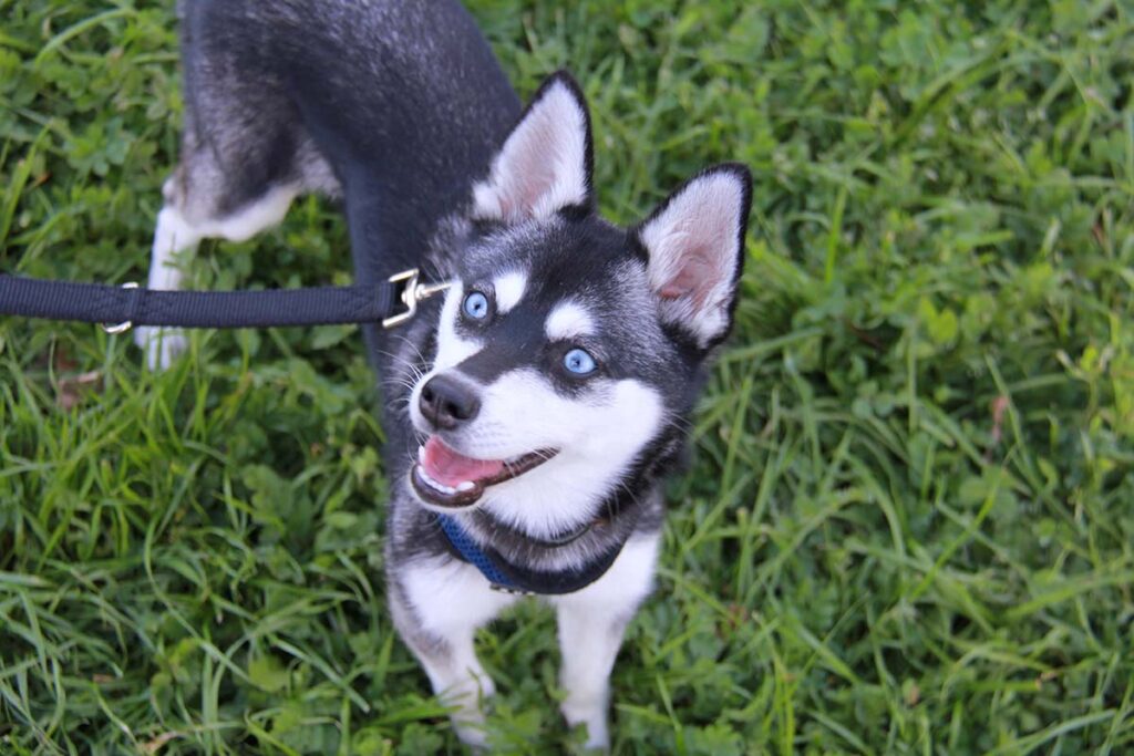 Skye the Alaskan Klee Kai (Photo: Life With Klee Kai)