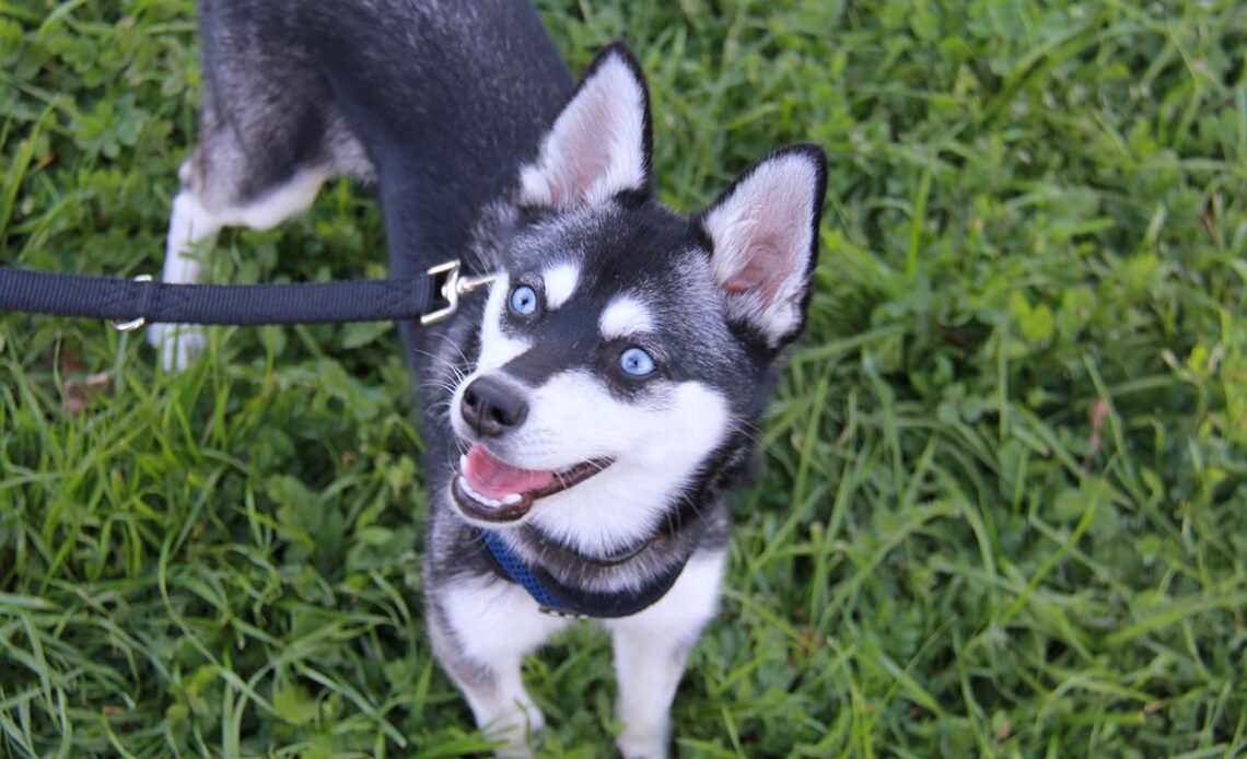 The Alaskan Klee Kai So adorable  Alaskan klee kai, Unique dog breeds,  Hybrid dogs