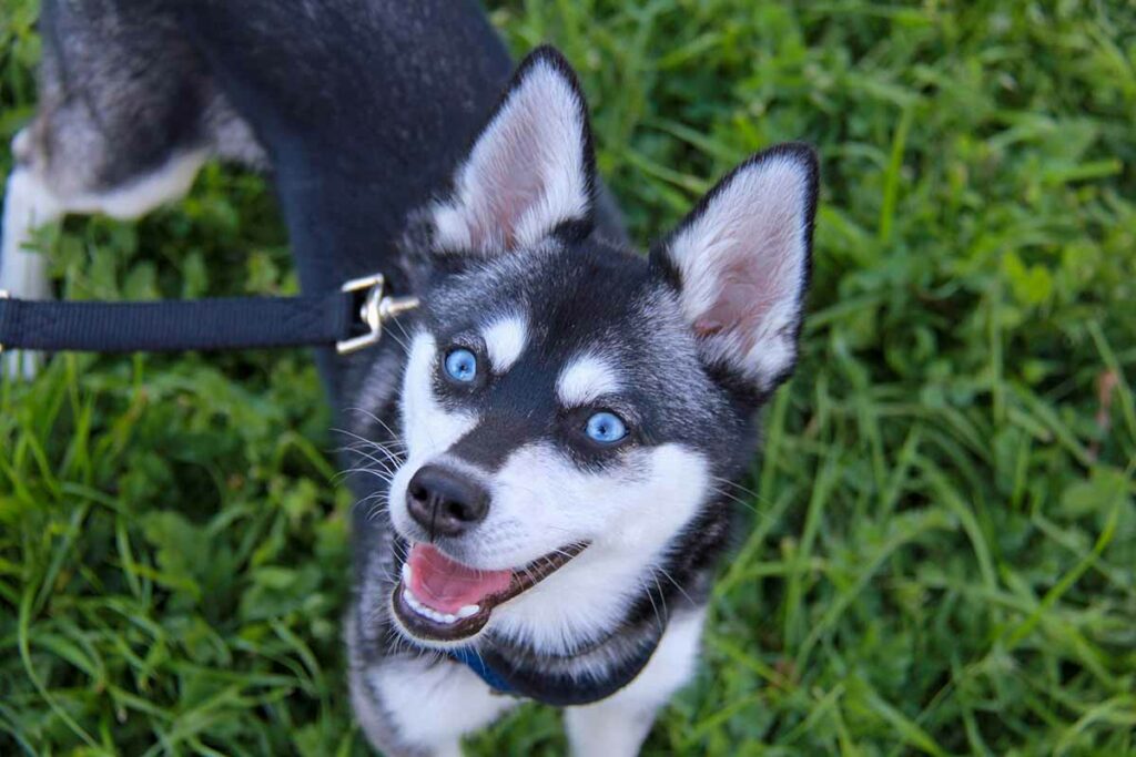 Skye the Alaskan Klee Kai (Photo: Life With Klee Kai)